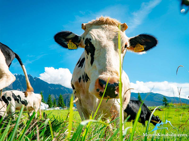 Kinabalu Park With Rumah Terbalik & Desa Cow Farm