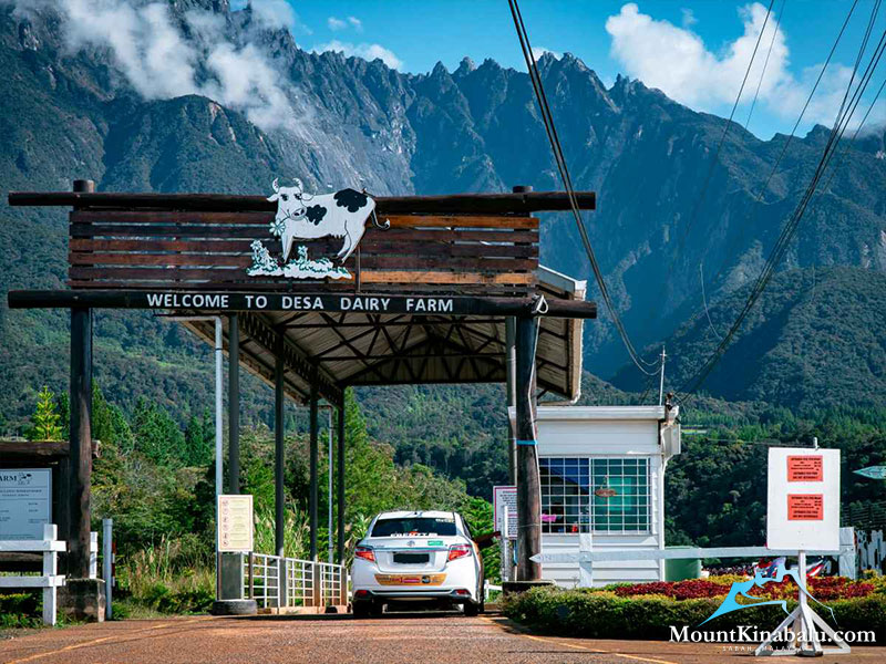 2D1N Kinabalu Park & Poring Canopy Walk & Desa Cow Farm Tour