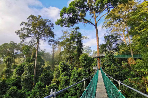 3D2N Danum Valley Rainforest Beauty Experience