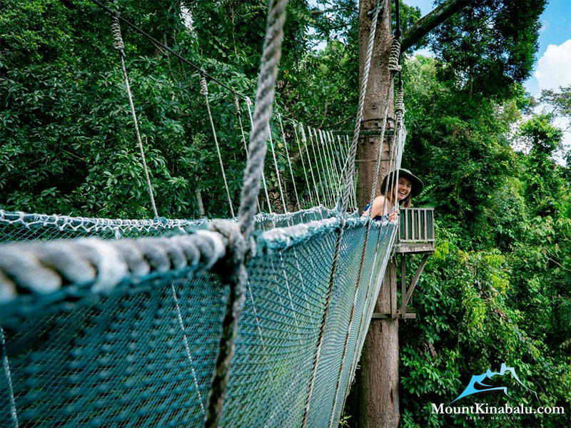 Poring Canopy Walk Treetop Suspension Bridge