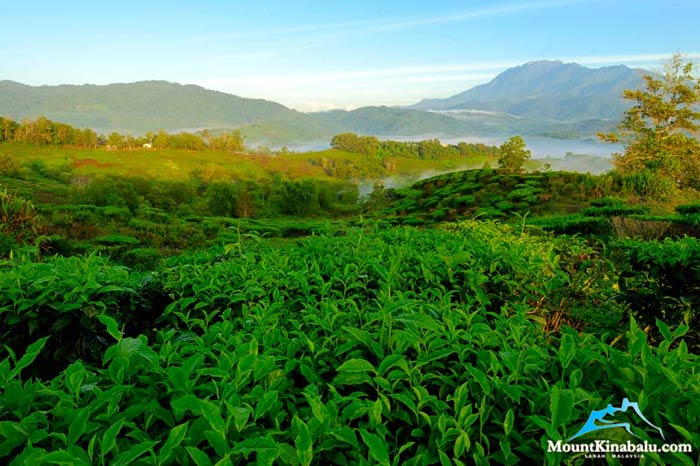 Sabah Tea Garden